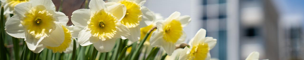 Daffodils with Zumberge blurred in the background